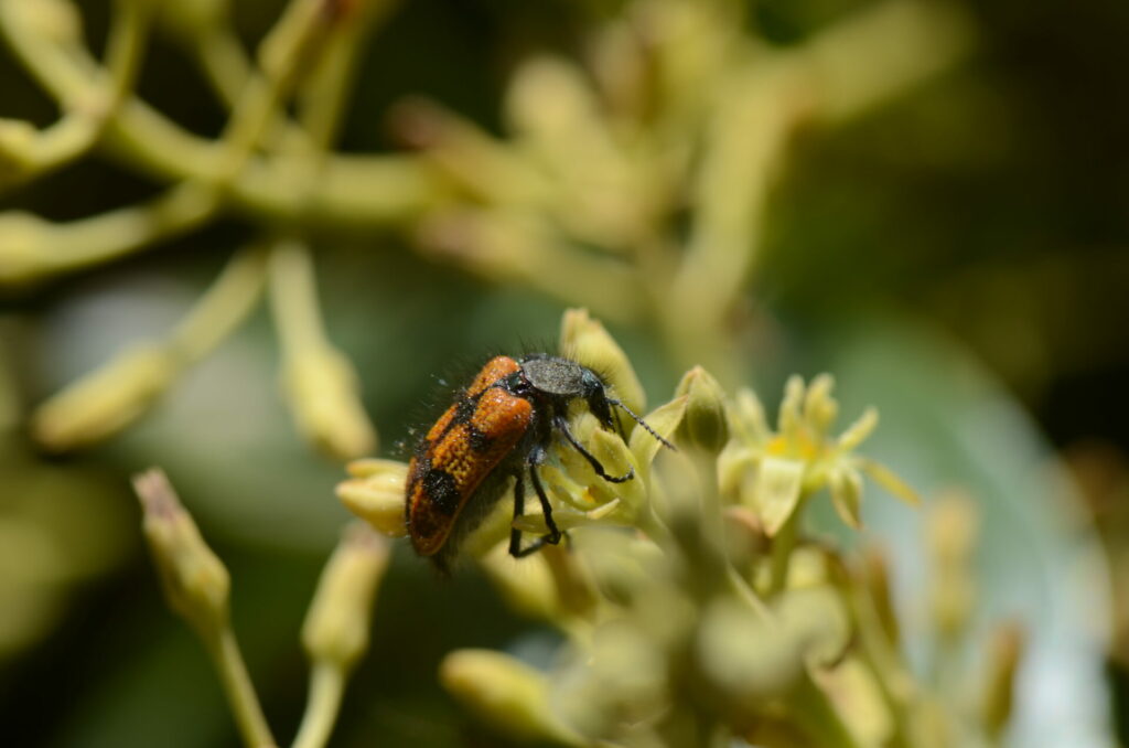 Astylus trifasciatus - pololo - Juan Luis Celis