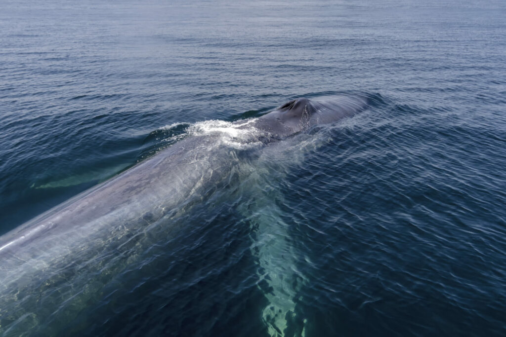 Ballena azul. Créditos: Guido Pavez