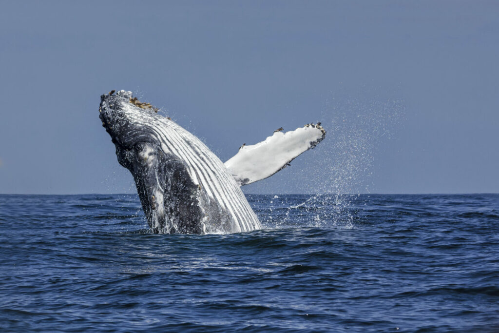 Ballena jorobada. Créditos: Guido Pavez