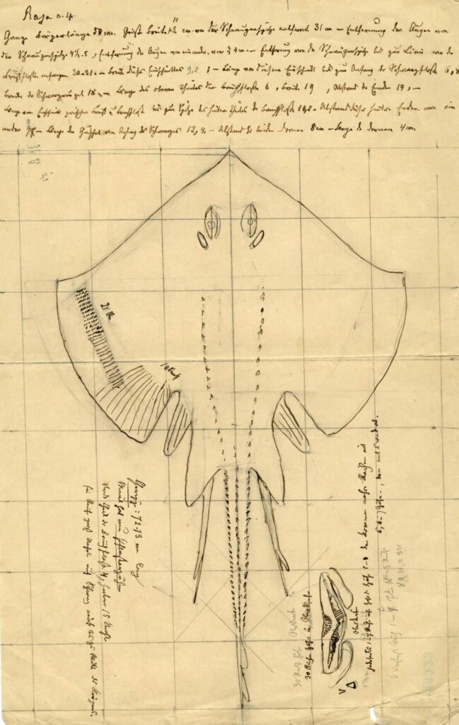 Boceto original de mantarraya