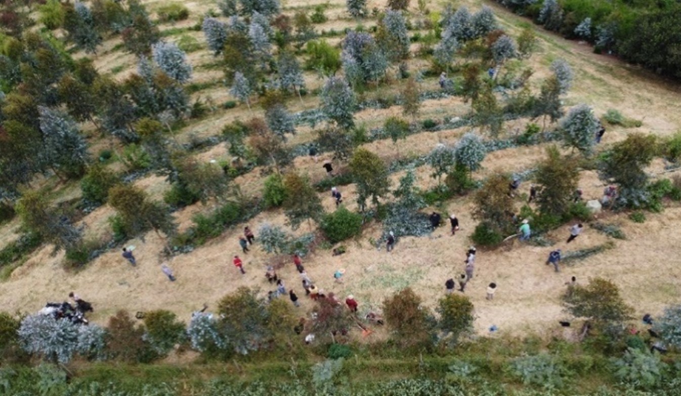 Figura 7: Sistema Agroforestal Sucesional de 4 años diseñado por el Centro de Estudios Agua Tierra en Leyda, región de Valparaíso. Fuente: Centro de Estudios Agua Tierra