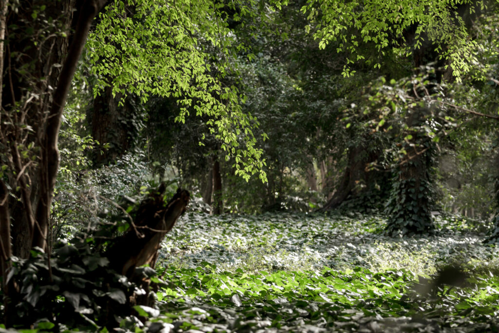 Jardin botanico - Gobierno de la Ciudad de Buenos Aires