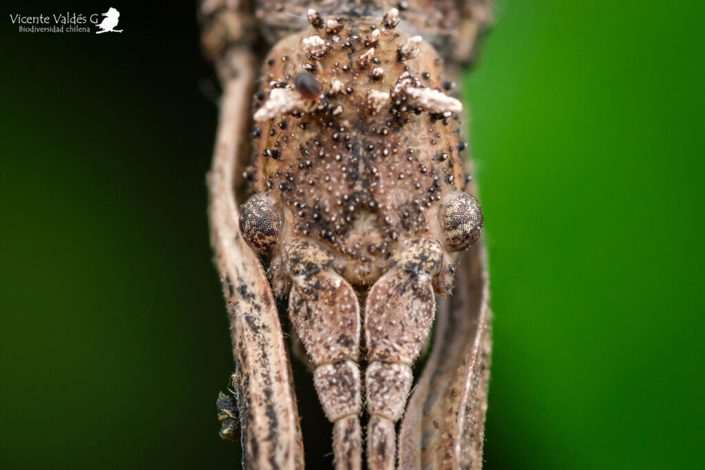 Cabeza de insecto palo. Créditos: Vicente Valdés