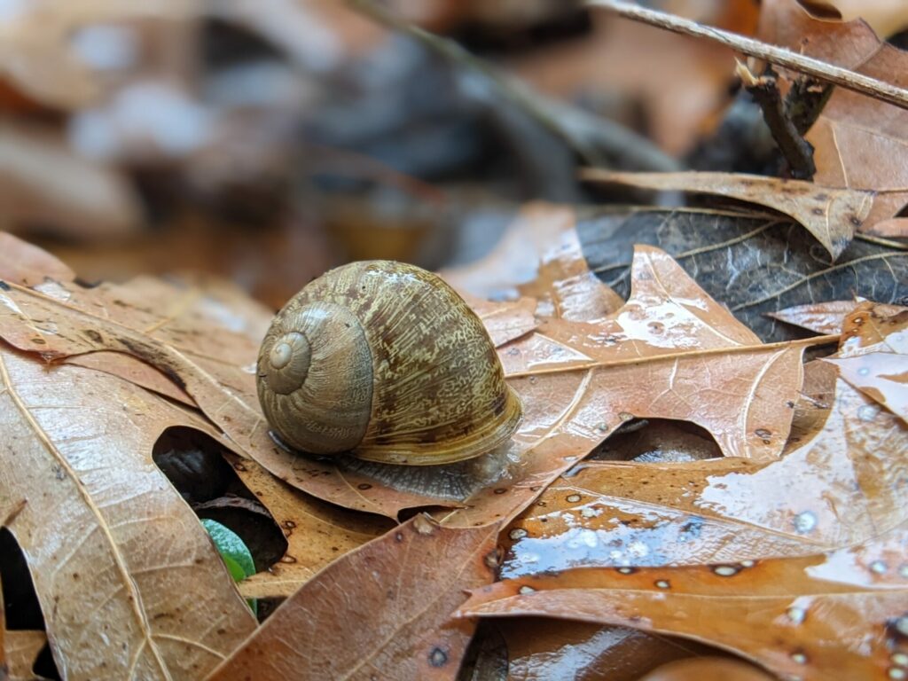 Caracol europeo de jardín. Créditos: John Brush