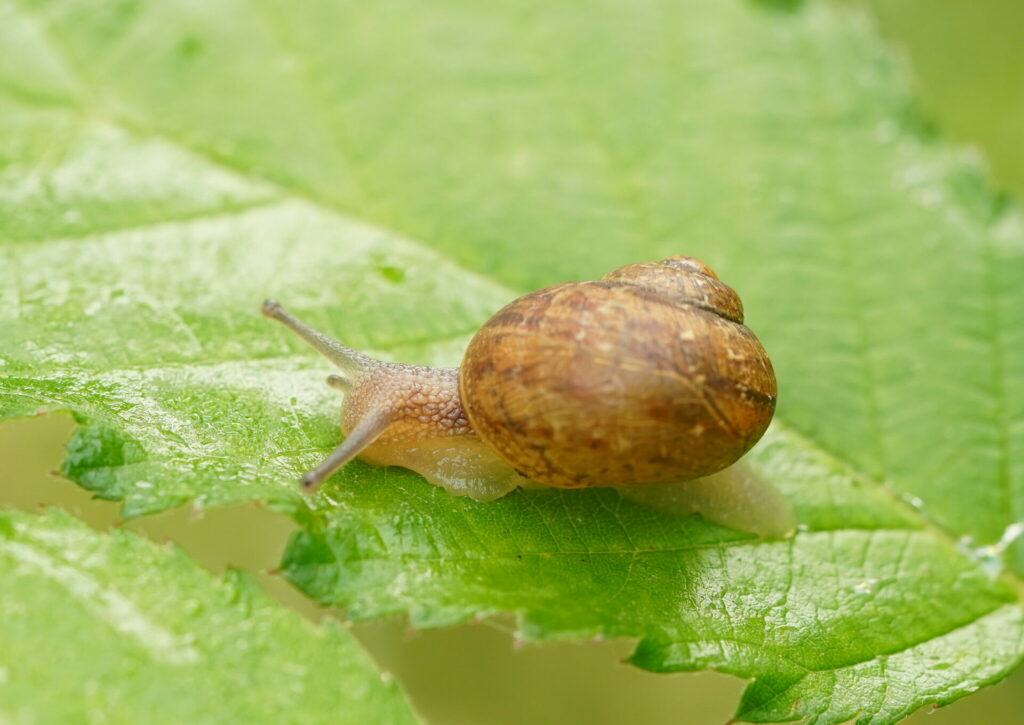 Caracol europeo. Créditos: Reiner Richter