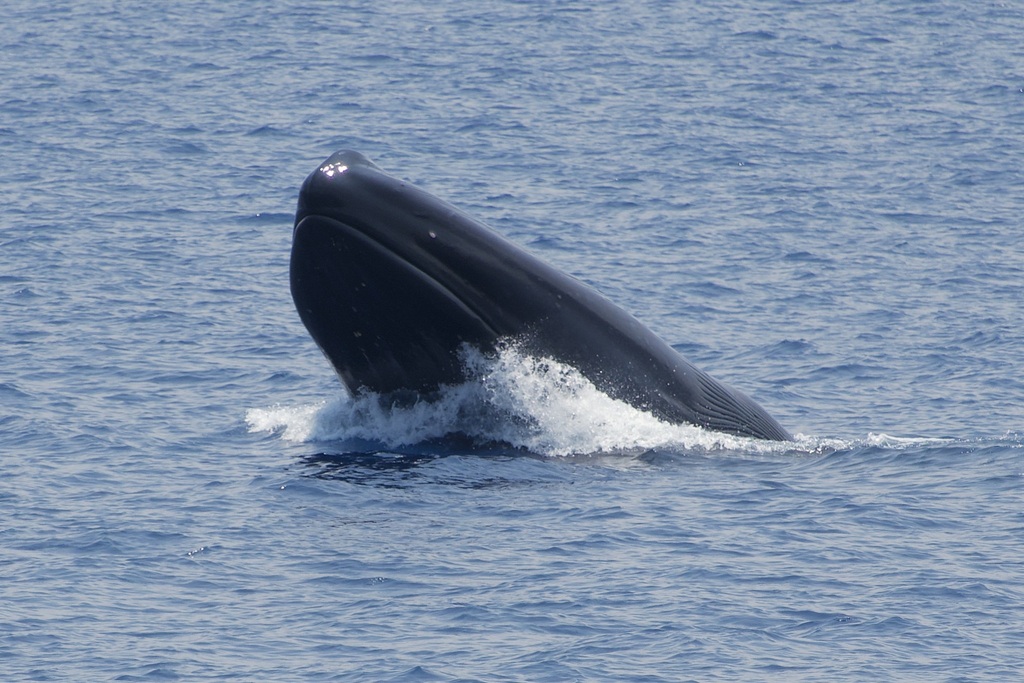 Ballena Azul (Balaenoptera musculus). Créditos: Craig Robson