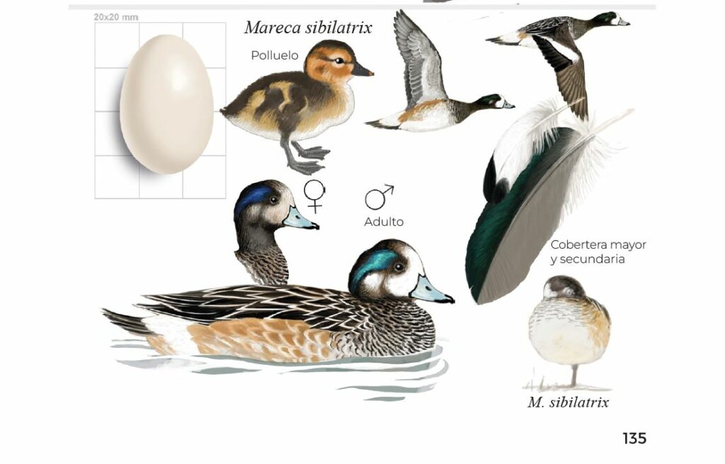 Ilustración de la guía de campo sobre aves de Chile. Créditos: Daniel Martínez-Piña.