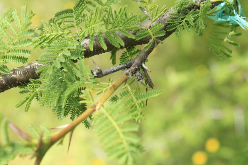 Espino (Vachellia caven). Créditos: ©Matías Guerrero - IEB