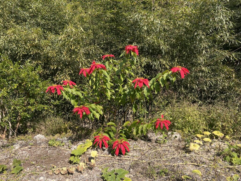 Corona del inca (Euphorbia pulcherrima). Créditos: Daryl Grenz - INaturalist