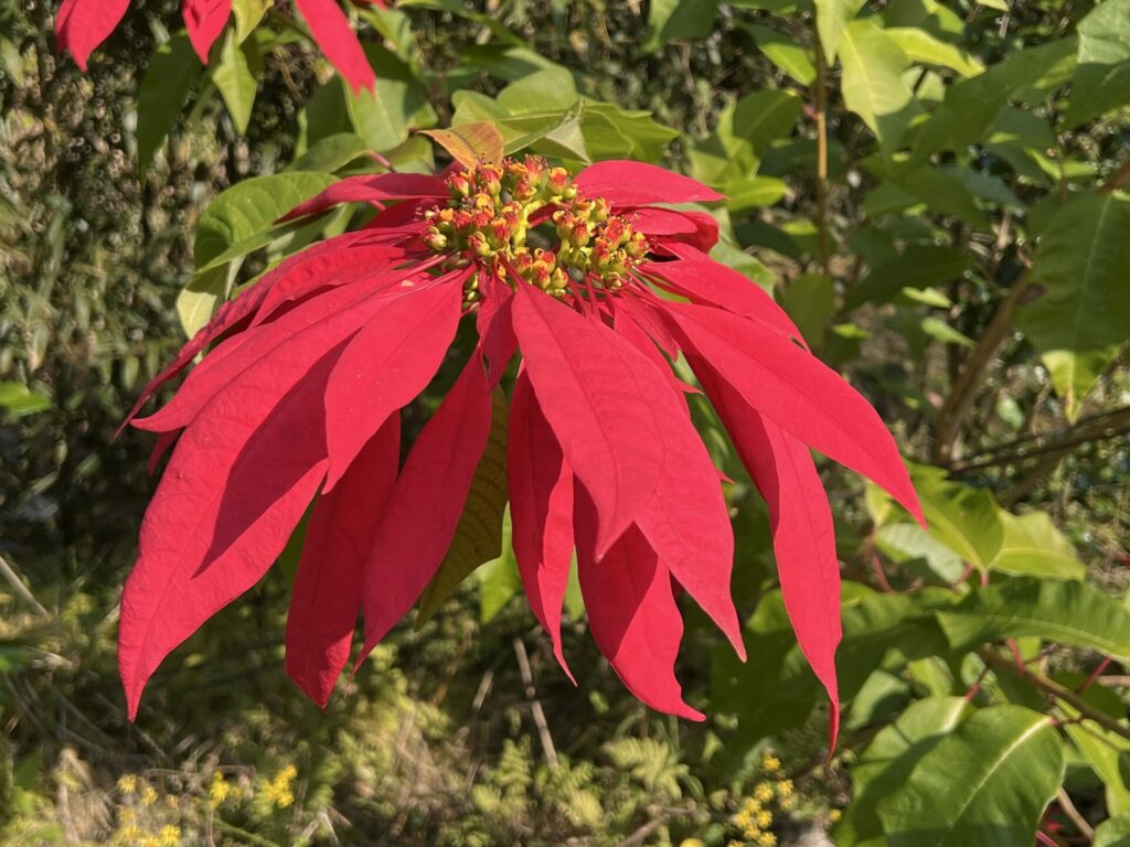 Corona del inca (Euphorbia pulcherrima). Créditos: Daryl Grenz - INaturalist