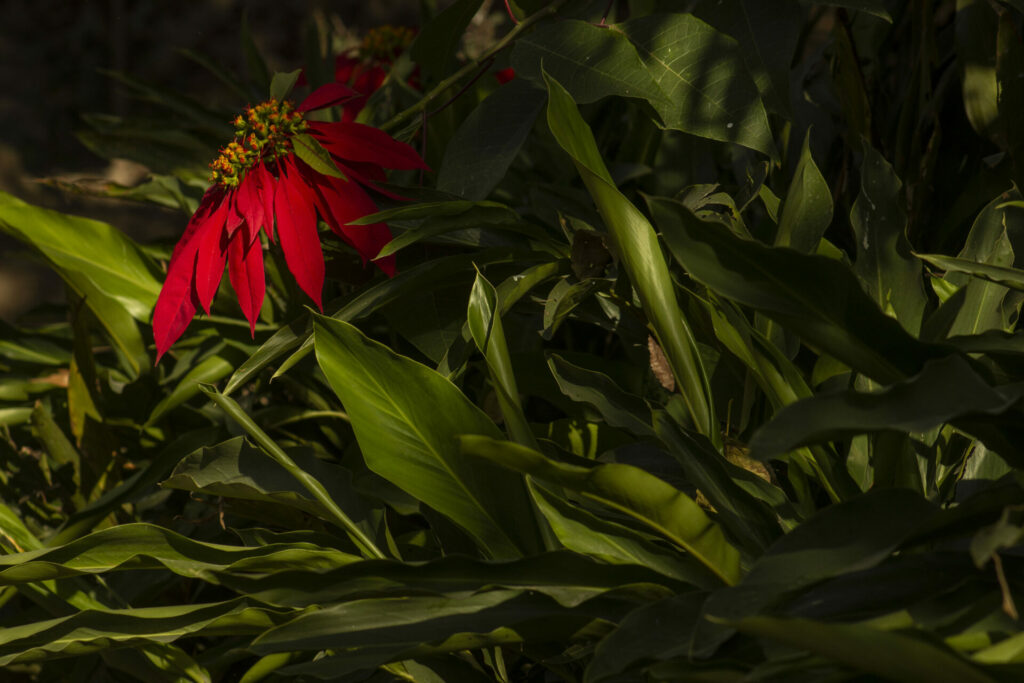 Corona del inca (Euphorbia pulcherrima). Créditos: Dutta Roy Sagnik - INaturalist