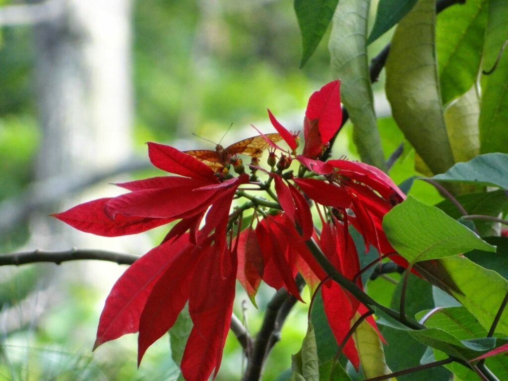 Corona del inca (Euphorbia pulcherrima). Créditos: Geetanjali Dhar - INaturalist