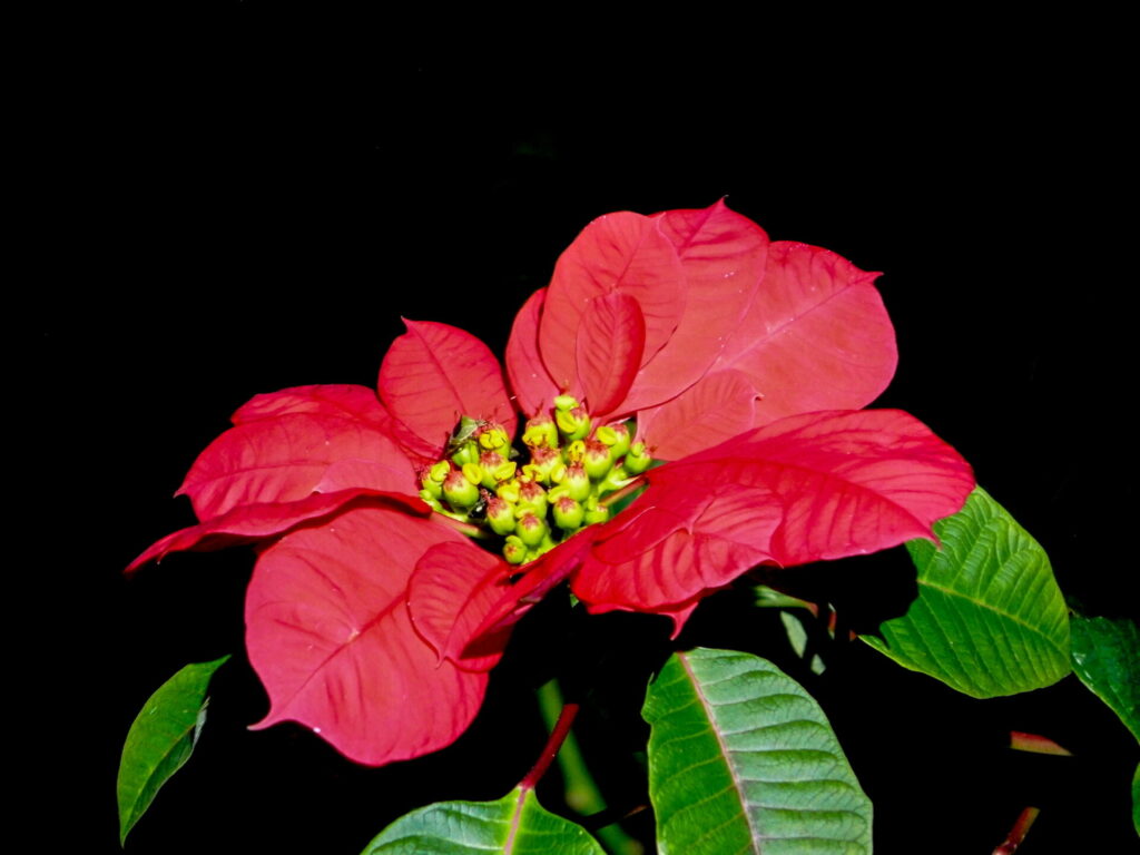 Corona del inca (Euphorbia pulcherrima). Créditos: Henrique Andrade - INaturalist