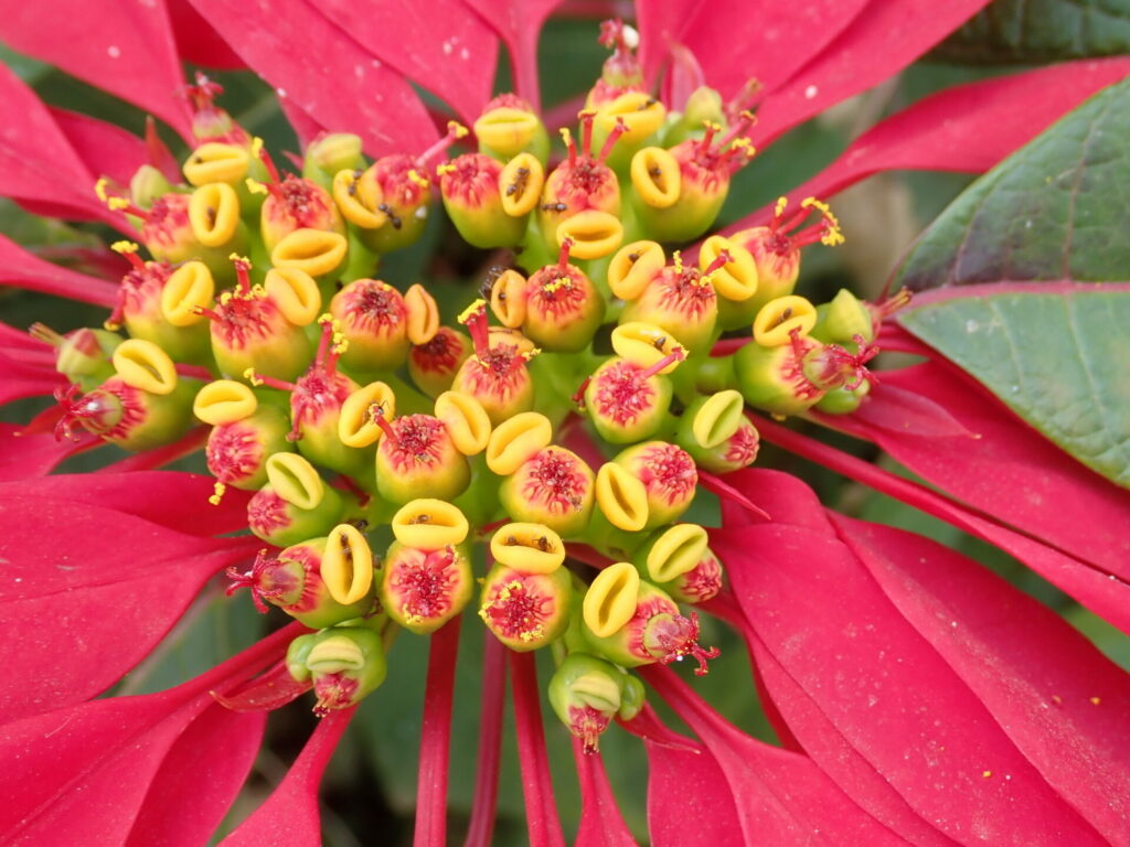 Corona del inca (Euphorbia pulcherrima). Créditos: John Brew - INaturalist