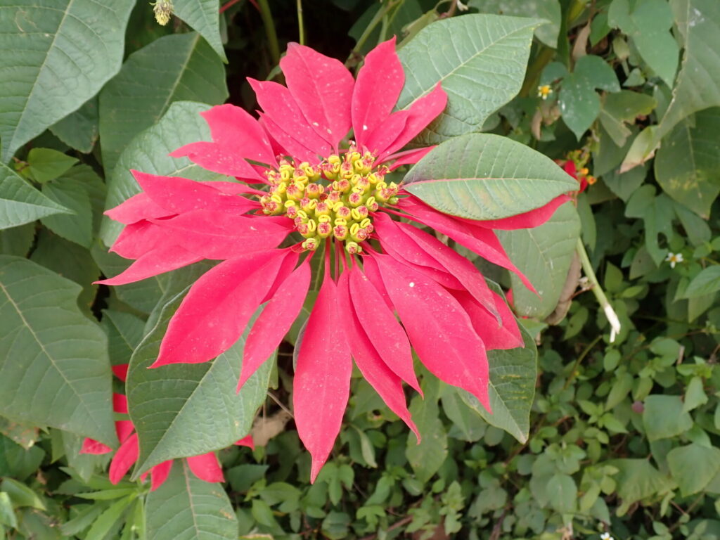 Corona del inca (Euphorbia pulcherrima). Créditos: John Brew - INaturalist