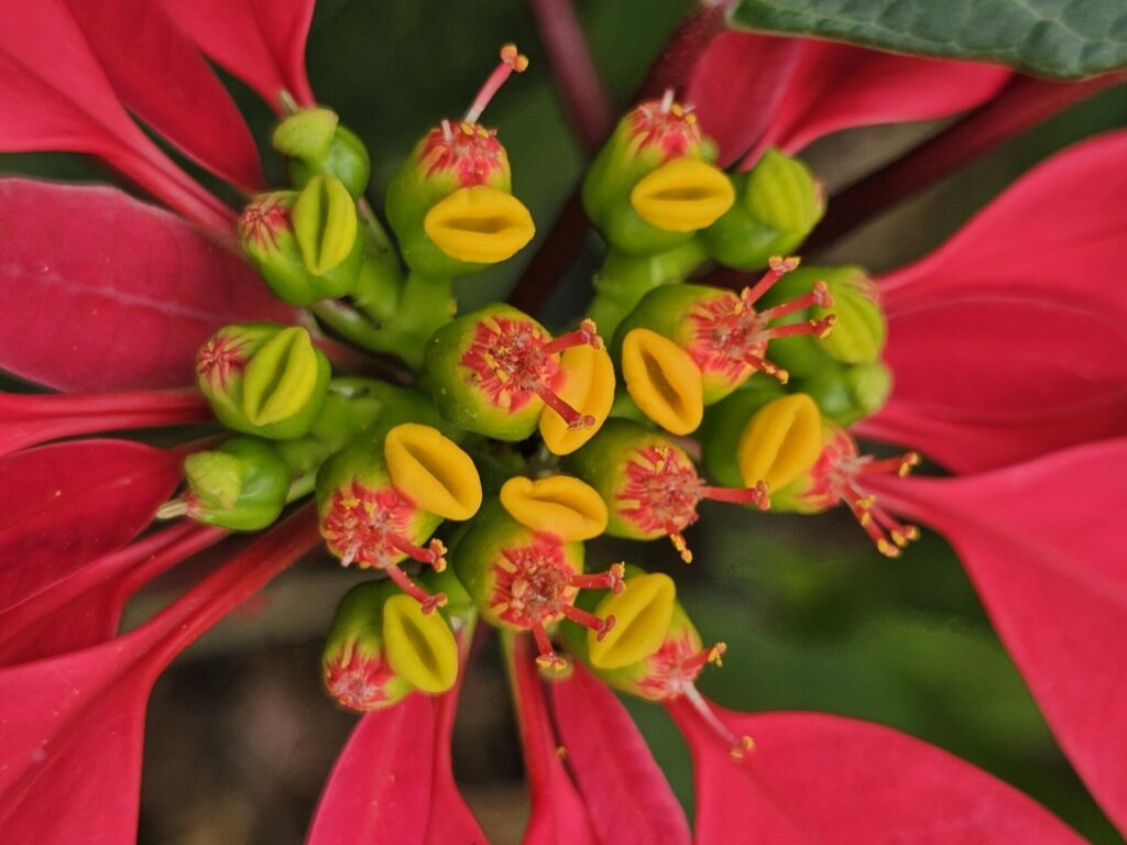 Corona del inca (Euphorbia pulcherrima). Créditos: Lanna Mountains Charlie - INaturalist