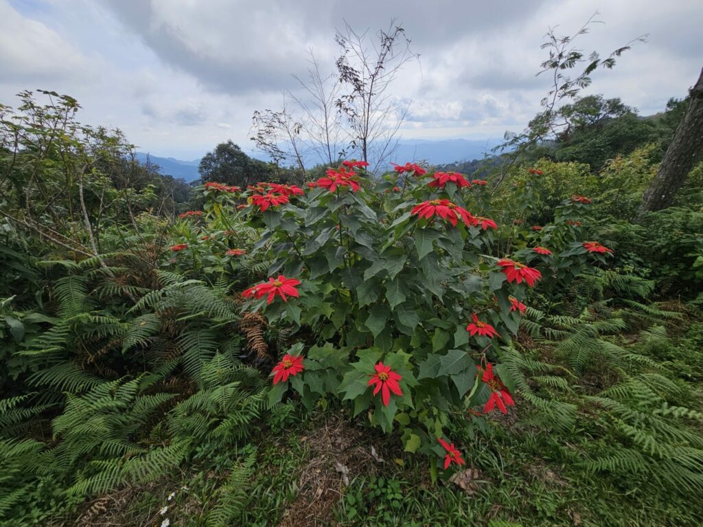 Corona del inca (Euphorbia pulcherrima). Créditos: Lanna Mountains Charlie - INaturalist