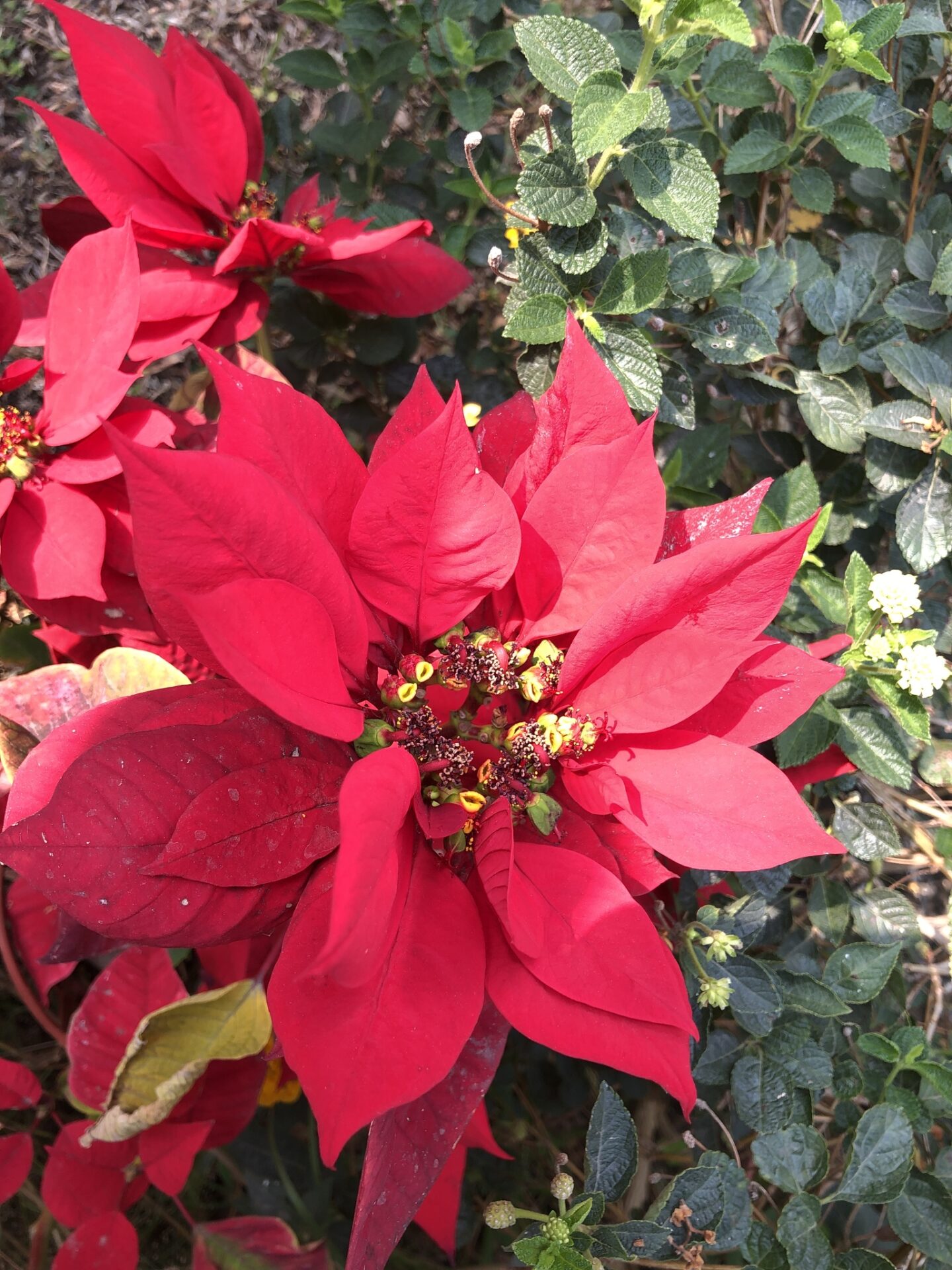 Flor de Pascua o corona del inca, la planta mexicana que se convirtió en símbolo de la Navidad