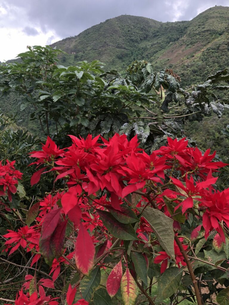 Corona del inca (Euphorbia pulcherrima). Créditos: Laura Uribe - INaturalist