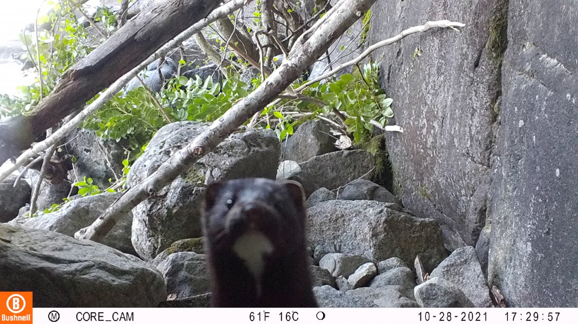 Preocupación en Torres del Paine: Detectan por primera vez al visón americano en el parque