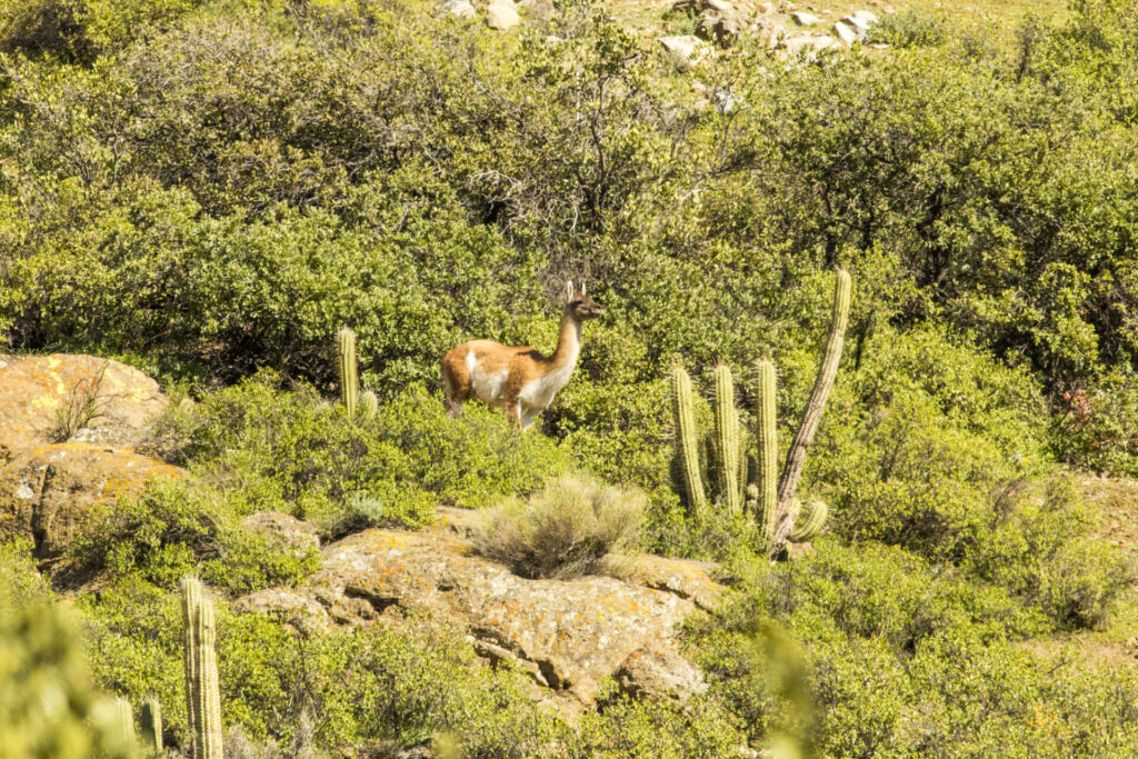 Guanaco (Lama guanicoe) en bosque esclerófilo. Créditos: ©Matías Guerrero - IEB