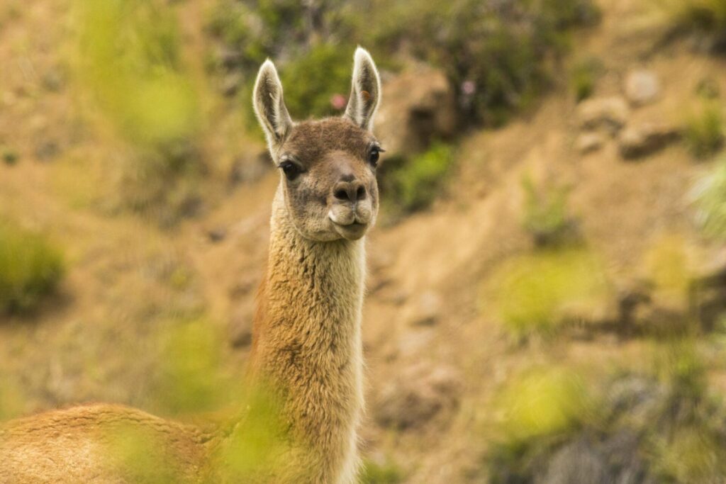 Guanaco (Lama guanicoe). Créditos: ©Matías Guerrero - IEB