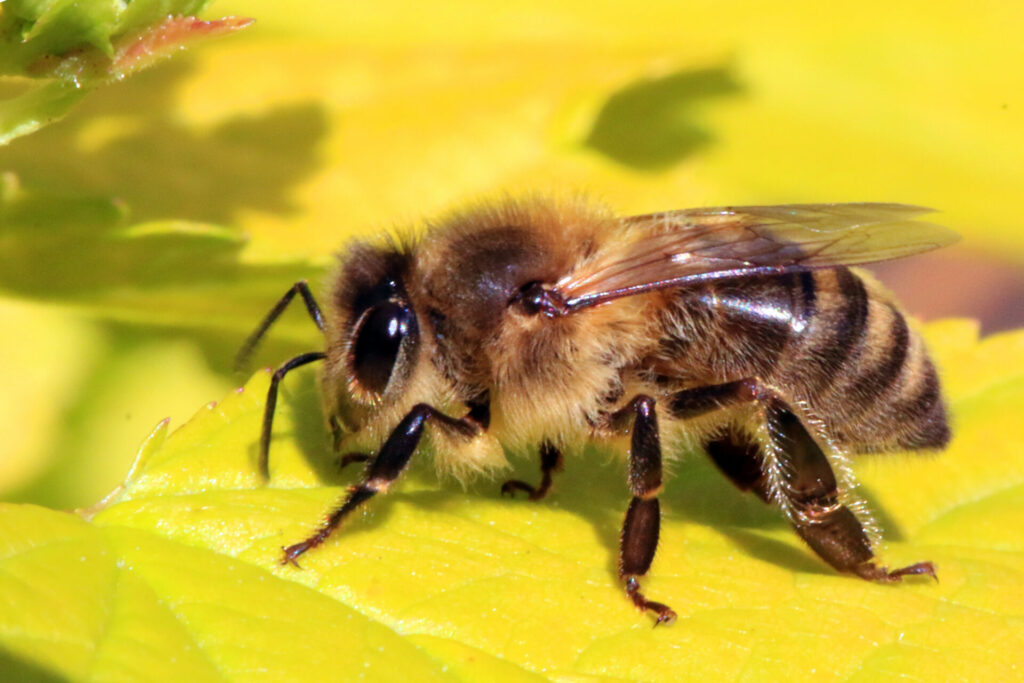 Honey_bee_(Apis_mellifera) - wikimedia