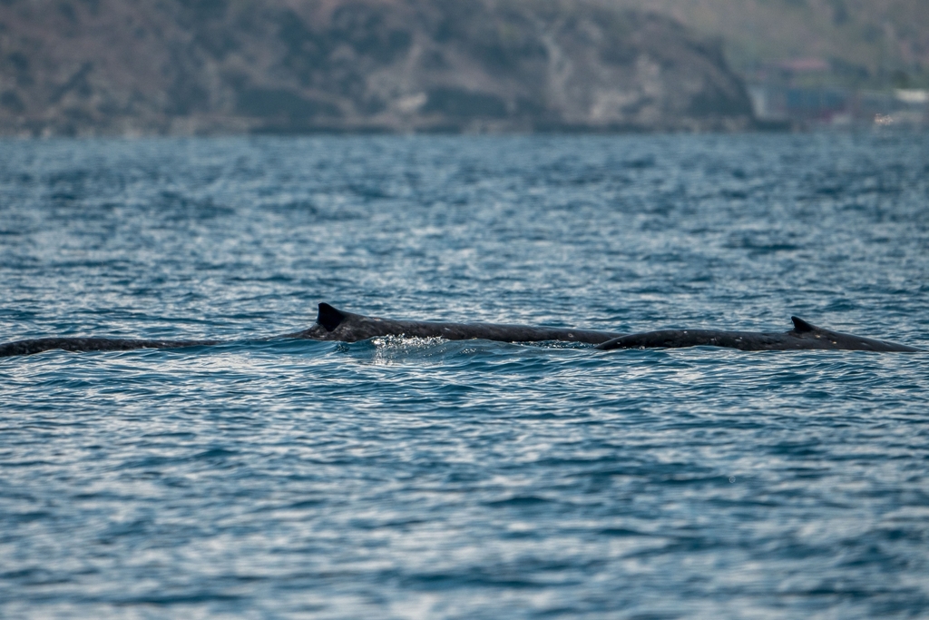 Ballena Azul (Balaenoptera musculus). Créditos:Jafet Potenzo Lopes