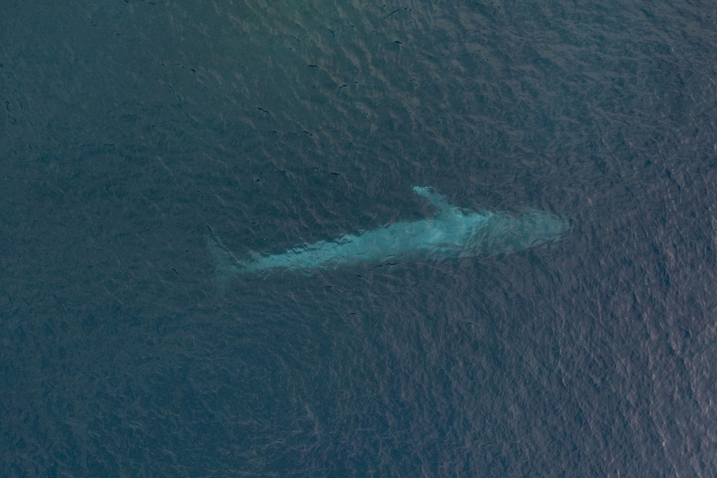 Ballena Azul (Balaenoptera musculus). Créditos:Jafet Potenzo Lopes