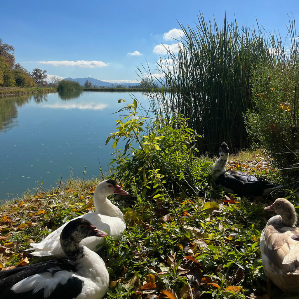 Fauna en Jardín de Macul