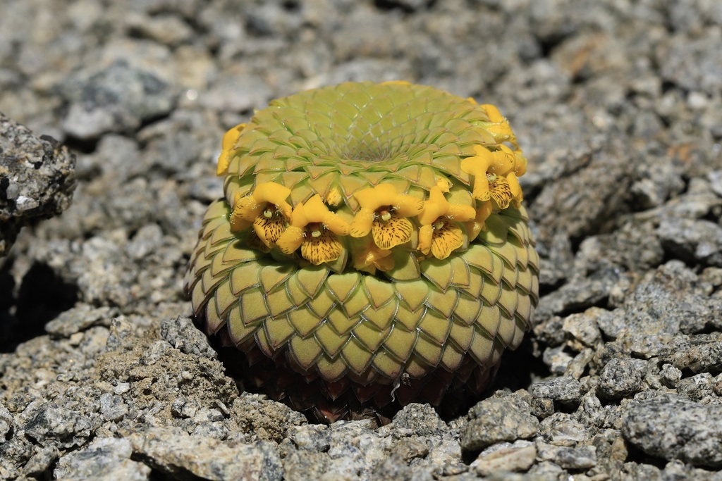 Emocionantes noticias para cerrar el año: Descubren nueva planta para Chile, la Viola imbricata