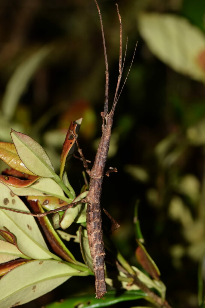 Insecto Palo (Paraxeropsis Bicristata). Créditos: José Perez