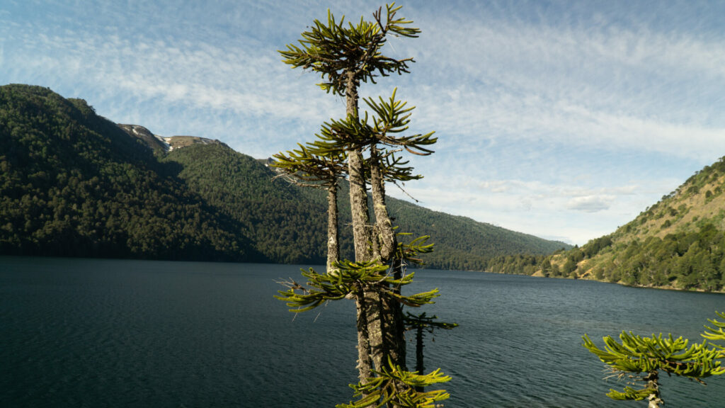 Laguna Icalma. Créditos Cristóbal Ogrodnik.