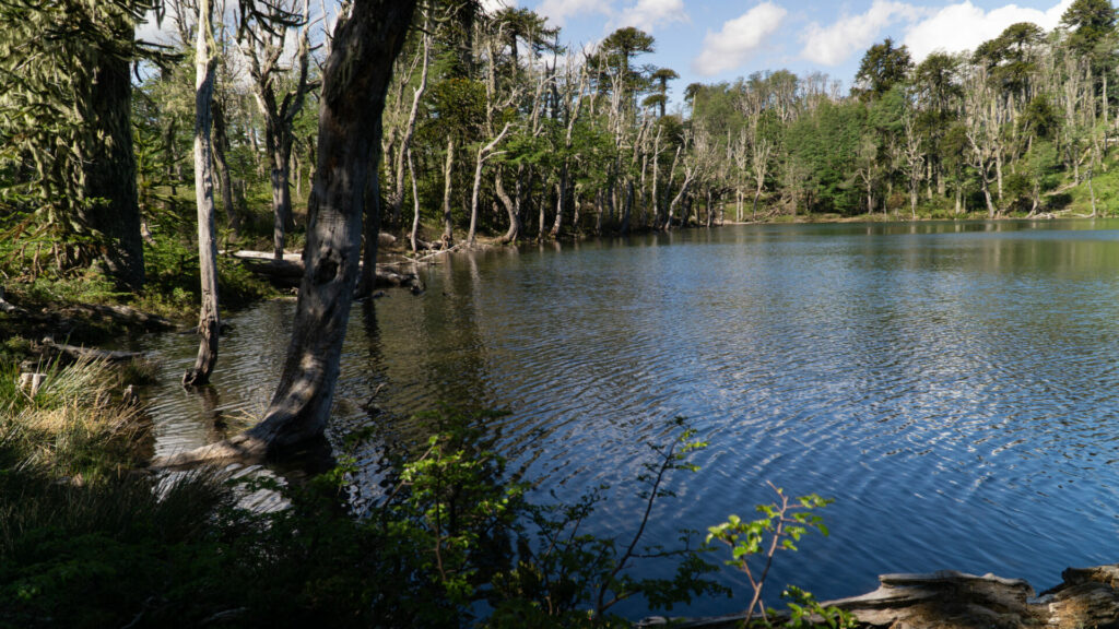 Laguna Mirador. Créditos: Cristóbal Ogrodnik