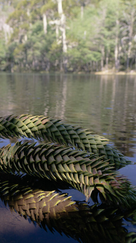 Laguna Mirador. Créditos: Cristóbal Ogrodnik