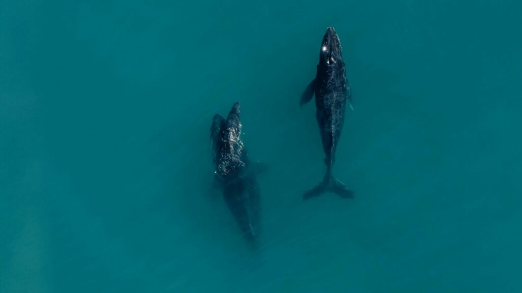 Ballenas en el mar. Créditos: Vladimir Miranda.