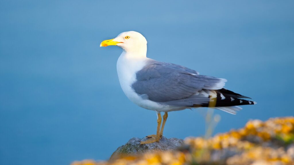 Gaviota. Créditos: Kasto.