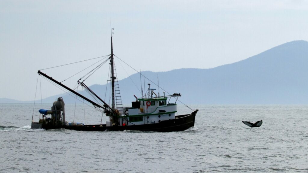 Barco pesquero junto a una ballena. Créditos: Peter Nile.