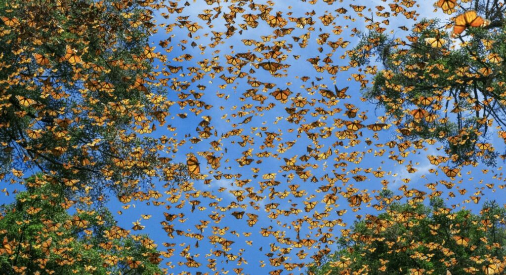 Las mariposas vuelan entre los árboles en El Rosario, un santuario dentro de la Reserva de la Biosfera de la Mariposa Monarca en Michoacán, México. FOTOGRAFÍA DE JAIME ROJO