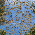 Las mariposas vuelan entre los árboles en El Rosario, un santuario dentro de la Reserva de la Biosfera de la Mariposa Monarca en Michoacán, México. FOTOGRAFÍA DE JAIME ROJO