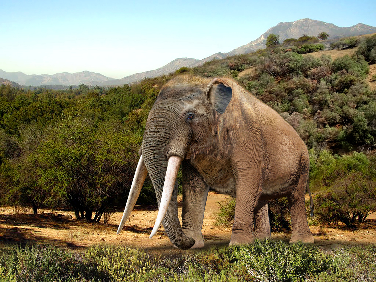 Mastodontes, perezosos gigantes, osos, jaguares y dientes de sable: Una revisión de los grandes mamíferos que habitaron Chile en el pasado