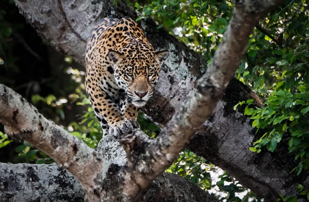 michael tweddle jaguar