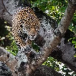 michael tweddle jaguar