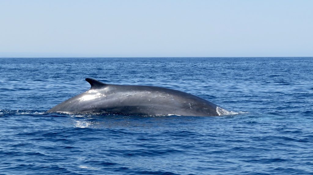 Ballena Fin (Balaenoptera physalus). Créditos: Myriam