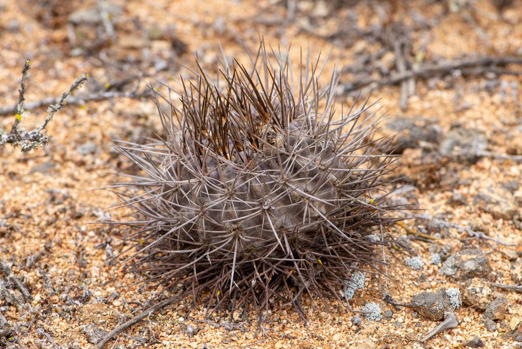 Pyrrhocactus simulans. Créditos: Nicolás Villaseca Merino