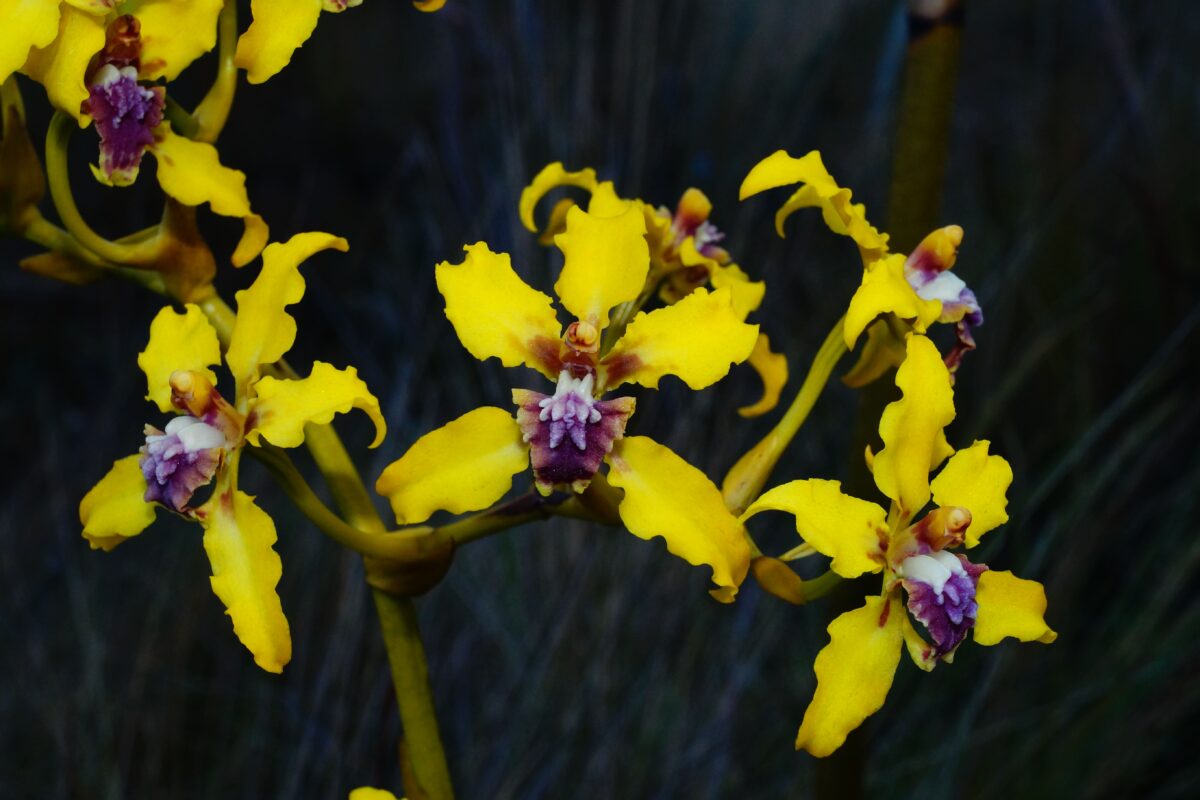 Un acercamiento al área protegida con la mayor cantidad de orquídeas en Perú