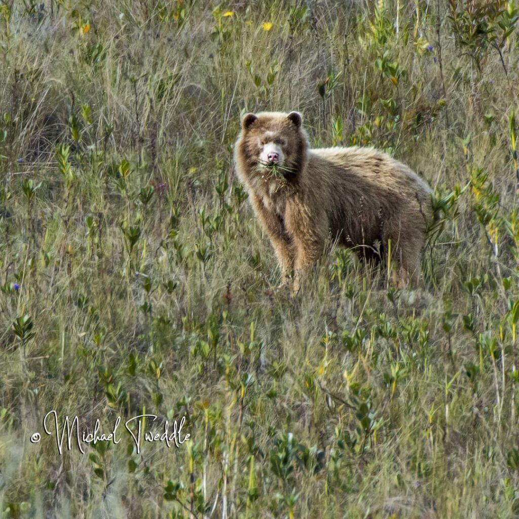 Fotos Oso Dorado vía Facebook Michael Tweddle.