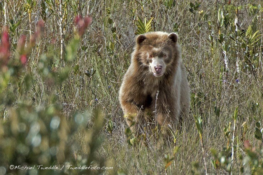 Fotos Oso Dorado vía Facebook Michael Tweddle.