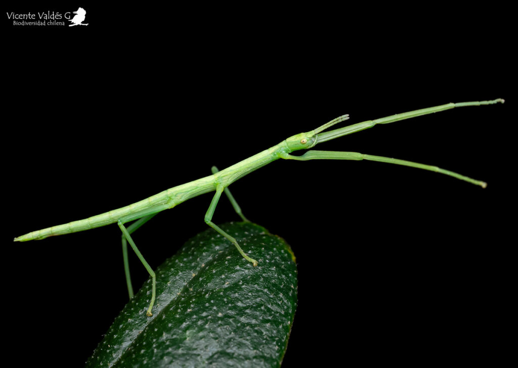 Insecto Palo (Heteronemia Mexicana). Créditos: Vicente Valdés