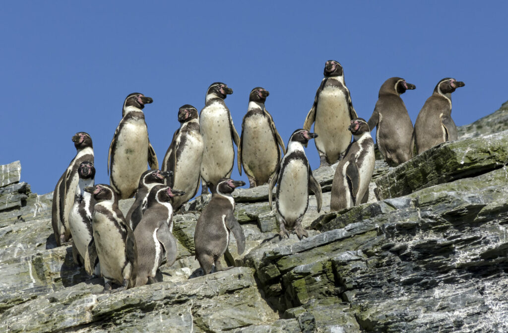 Pinguino de humboldt. Créditos: Guido Pavez